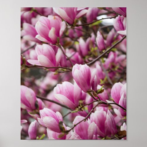 magnolia blooming  on tree  poster