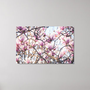 Magnolia blooming tree canvas print
