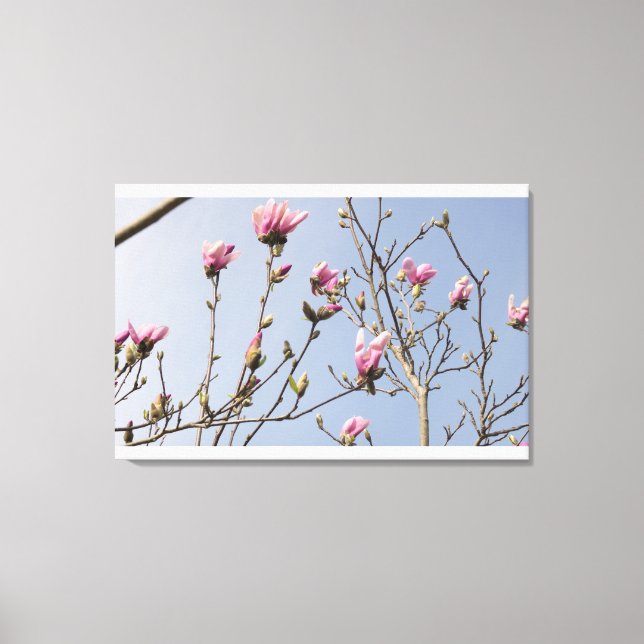 Magnolia Blooms Canvas Print (Front)