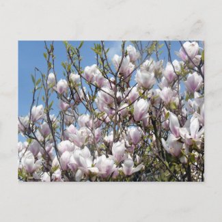 Magnolia Blooms In Spring Postcard
