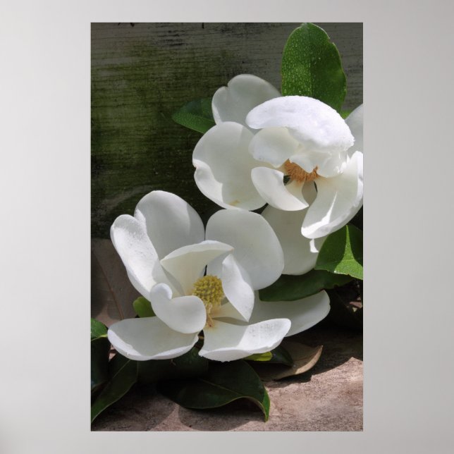 Magnolia Blooms Poster -24x36 -other sizes also (Front)