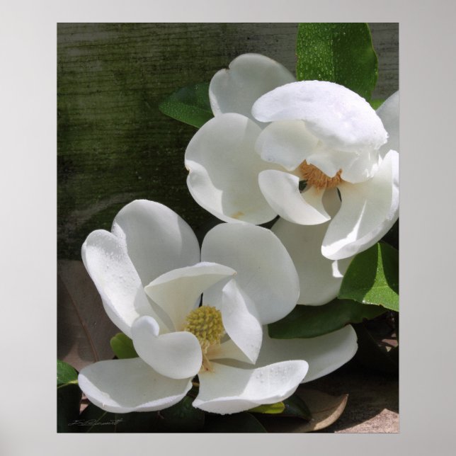 Magnolia Blooms Print -20x24 -other sizes also (Front)