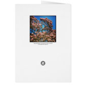 Magnolia Blossom (Back)