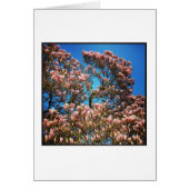 Magnolia Blossom (Front)