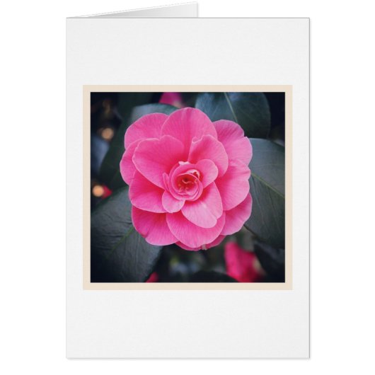 Magnolia Blossom (Front)