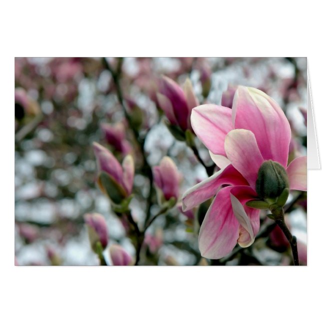 Magnolia Blossom and Buds Cards (Front Horizontal)