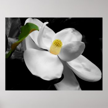 Magnolia Blossom Fine Art Print by jaisjewels at Zazzle
