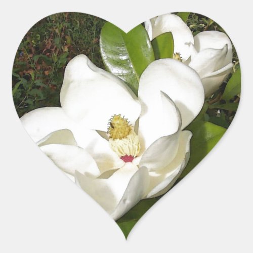 Magnolia Blossom Heart Sticker