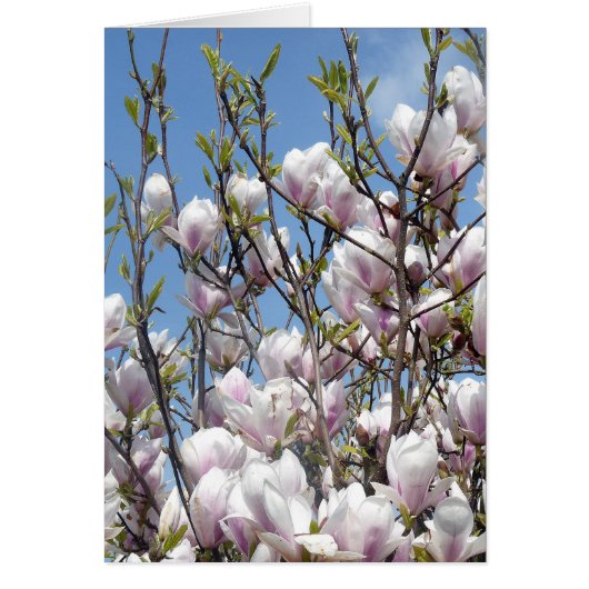 Magnolia Blossom In Spring Cards (Front)