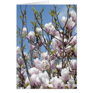 Magnolia Blossom In Spring Greeting Cards