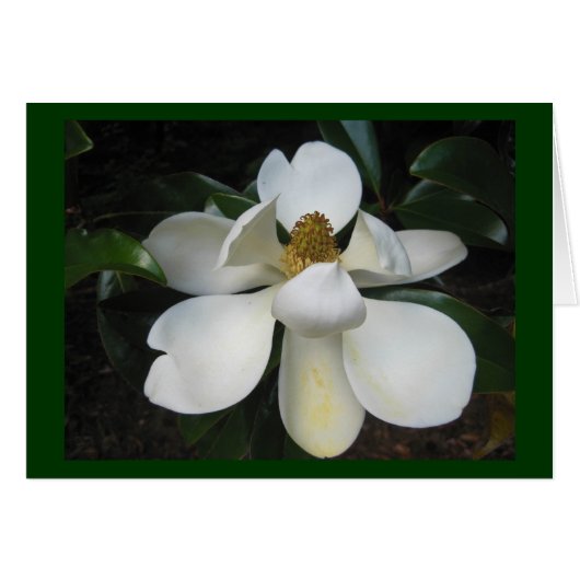 Magnolia Blossom.jpg (Front Horizontal)