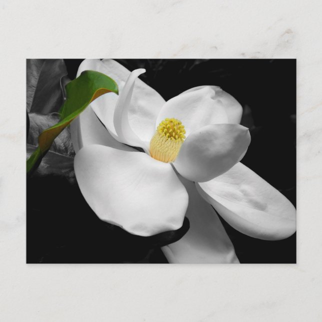 Magnolia Blossom Marketing Postcard (Front)