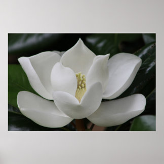 Magnolia Blossom on the Blacksburg Campus Poster