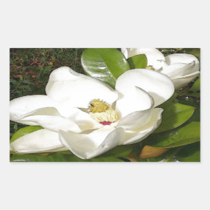 Magnolia Blossom Rectangular Sticker