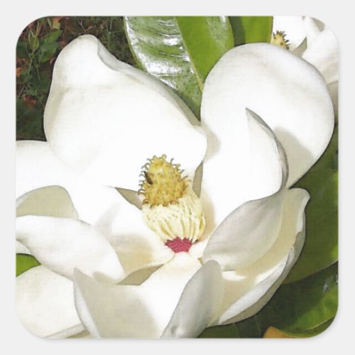 Magnolia Blossom Square Sticker