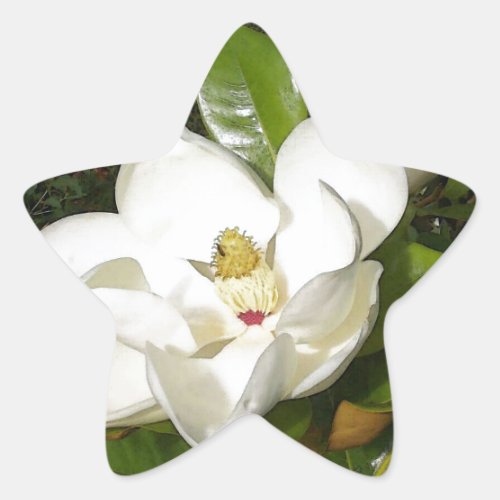 Magnolia Blossom Star Sticker