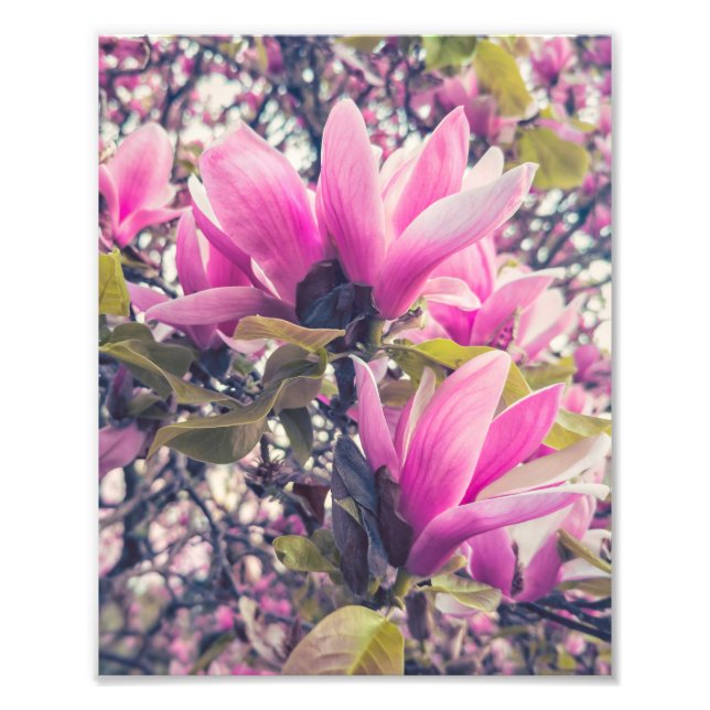 Magnolia Blossoms Photo Print (Front)