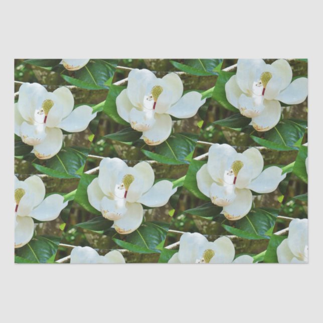 Magnolia Blossoms Tissue Paper (Front)