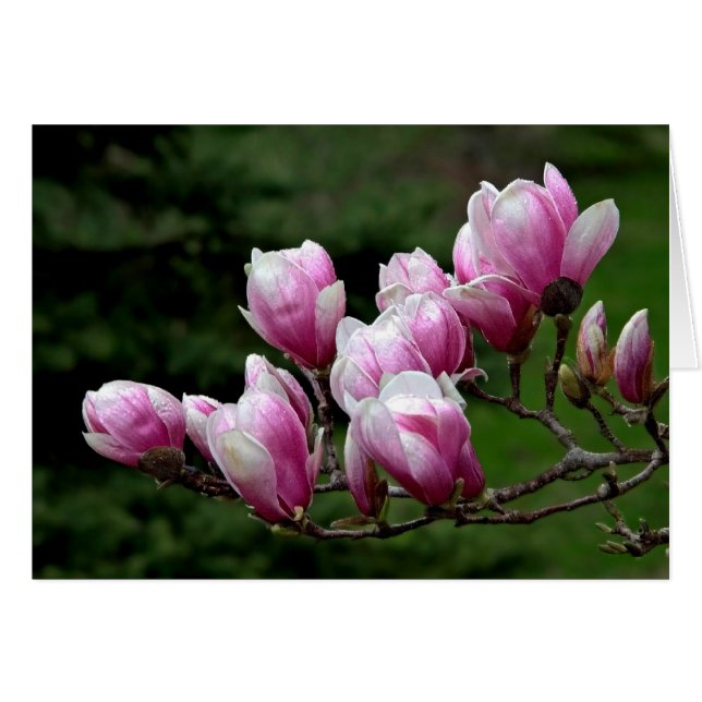 Magnolia Branch Cards (Front Horizontal)