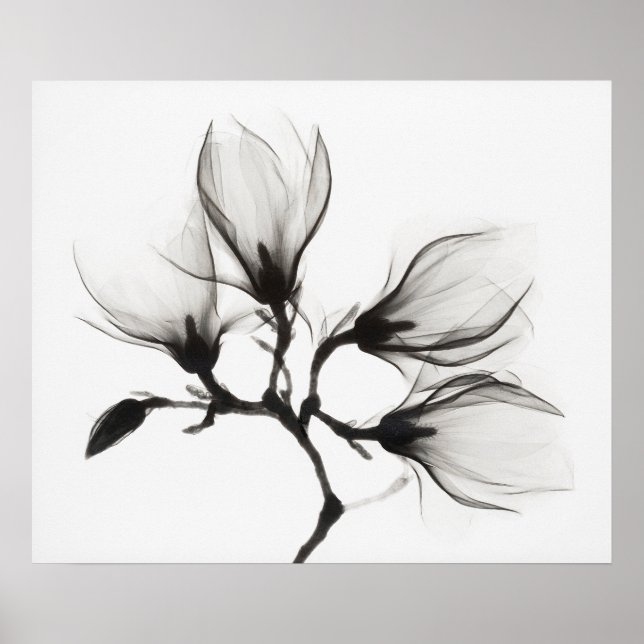 Magnolia Branch with Four Flowers (ca. 1910-1925) Poster (Front)
