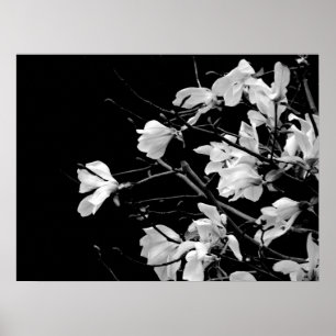 Magnolia Branches Art Poster