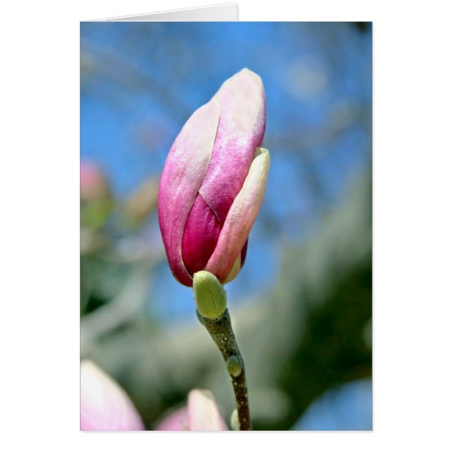 Magnolia Bud (Front)