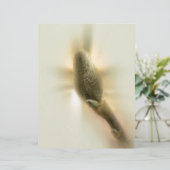 magnolia bud (Standing Front)