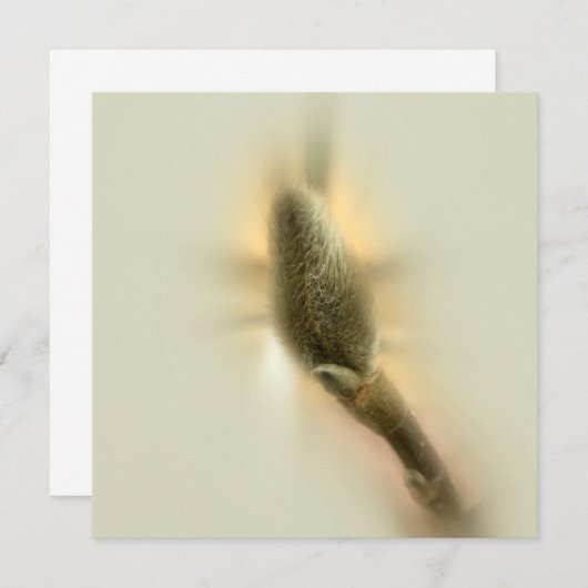 magnolia bud (Front/Back)