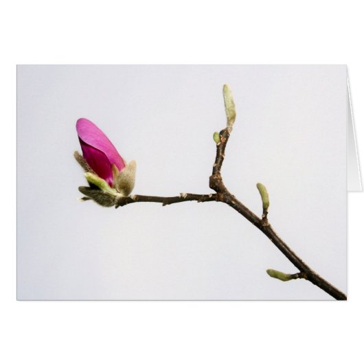 "magnolia bud" by Larry Coressel Cards (Front Horizontal)