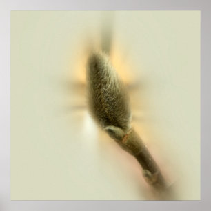 magnolia bud poster