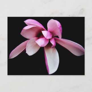 "magnolia" by Coressel Productions Postcard