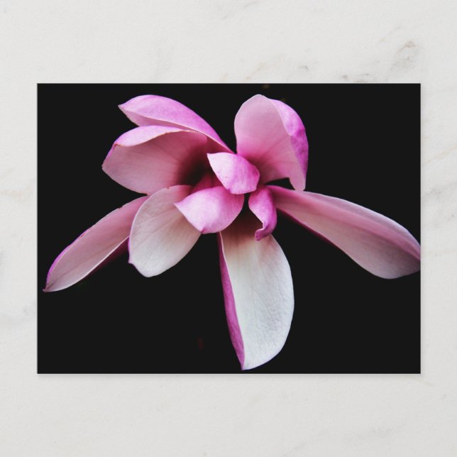 "magnolia" by Coressel Productions Postcard (Front)