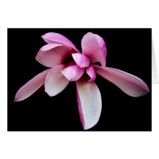 "magnolia" by Larry Coressel Cards