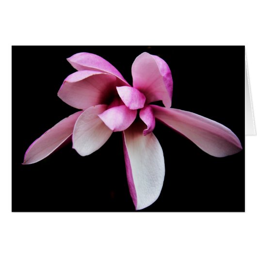 "magnolia" by Larry Coressel Cards (Front Horizontal)