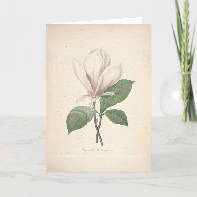 Magnolia By Redoute Sympathy Card (Front)