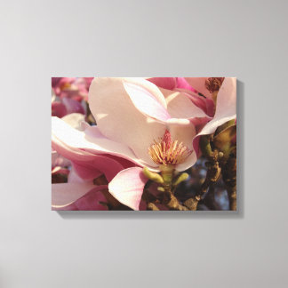 Magnolia Canvas Print