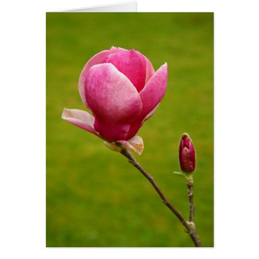 Magnolia Cards (Front)