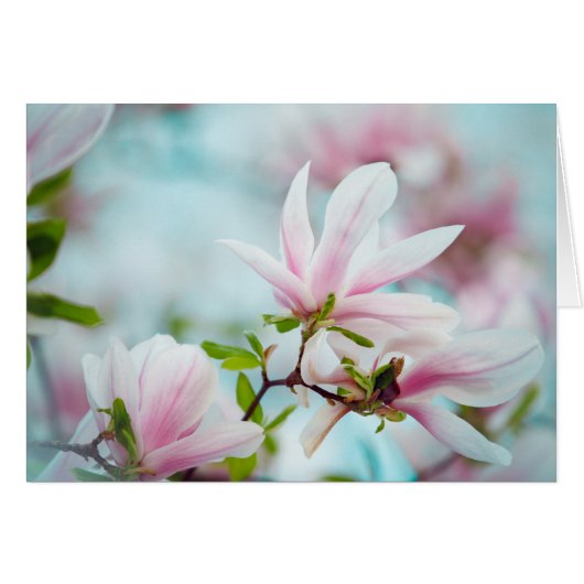 Magnolia Cards (Front Horizontal)