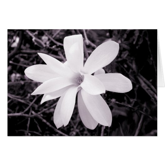 Magnolia Cards (Front Horizontal)