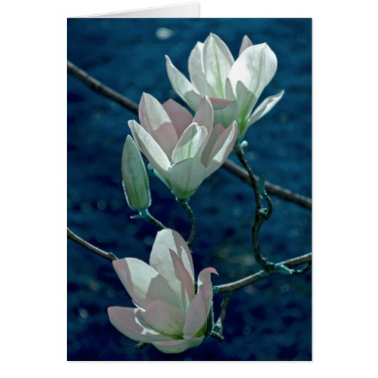 Magnolia Cards (Front)