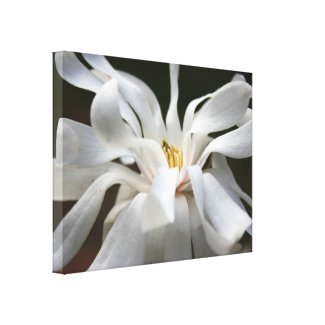 Magnolia Dances Floral Photography Canvas Print