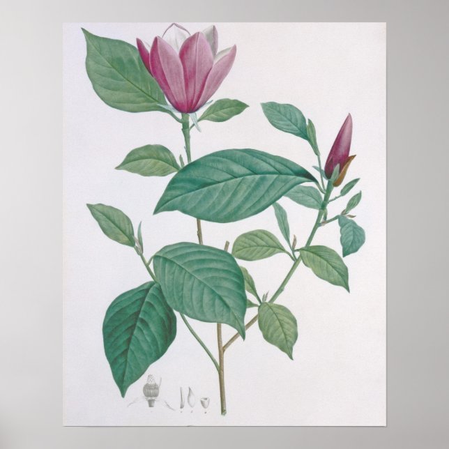 Magnolia discolor, engraved by Legrand (colour lit Poster (Front)