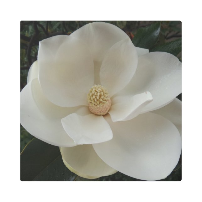 Magnolia Flower 16"x16" Metal Art (Front)