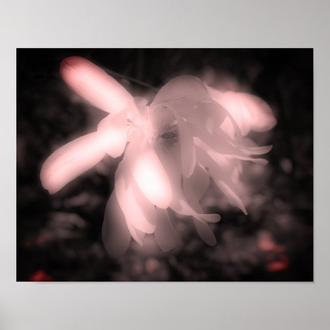 Magnolia Flower Black And White High Contrast  Poster (Front)