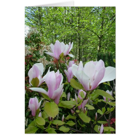 magnolia flower cards (Front)