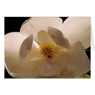 Magnolia Flower Cards