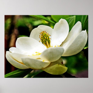 Magnolia Flower Close Up Poster