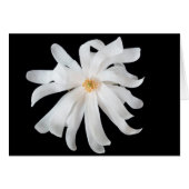 Magnolia Flower on Black (Front Horizontal)