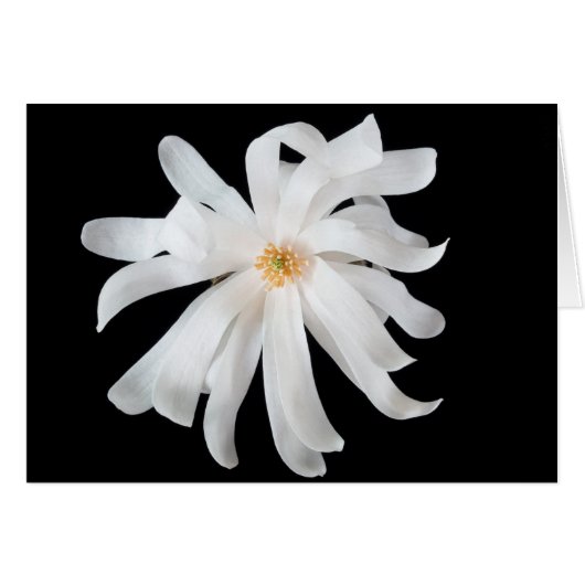Magnolia Flower on Black (Front Horizontal)