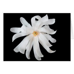 Magnolia Flower on Black Cards